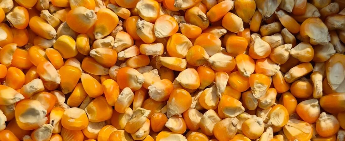 Yellow Corn Supplier In India [] Export Quality [] Yellow Maize [] Agrona Exim