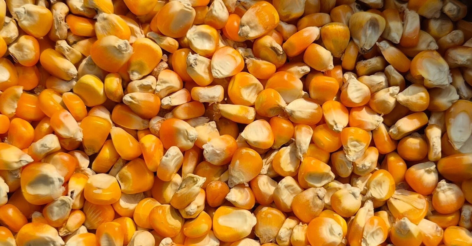 Yellow Corn Supplier In India [] Export Quality [] Yellow Maize [] Agrona Exim